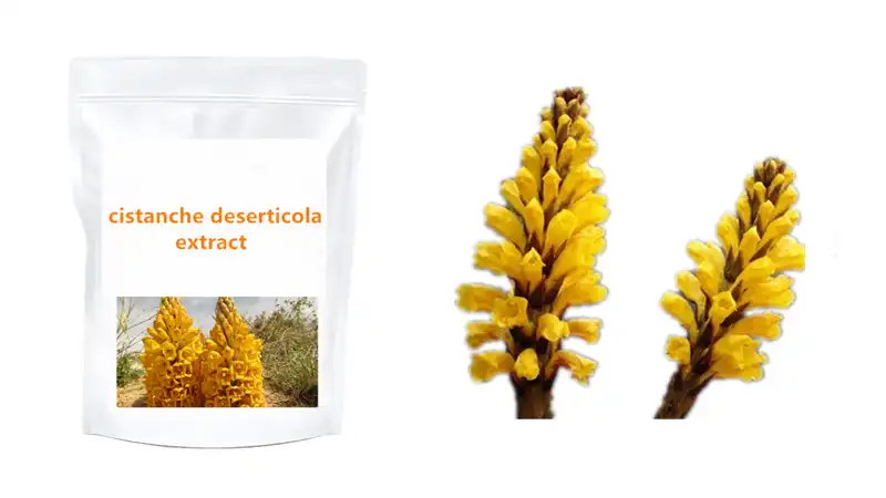 What is Cistanche deserticola extract used for?